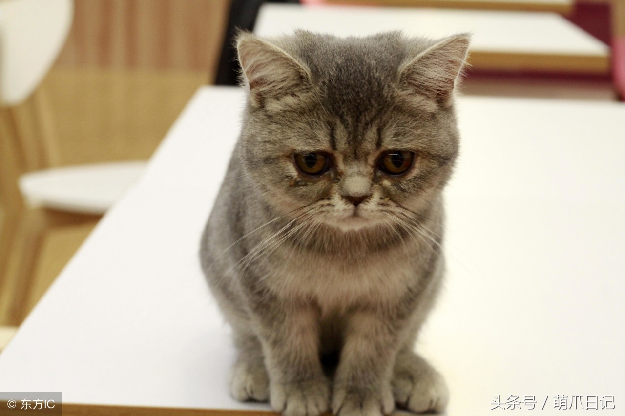 猫咪长猫癣传染人了怎么才能治好,猫癣会传染其他猫咪吗