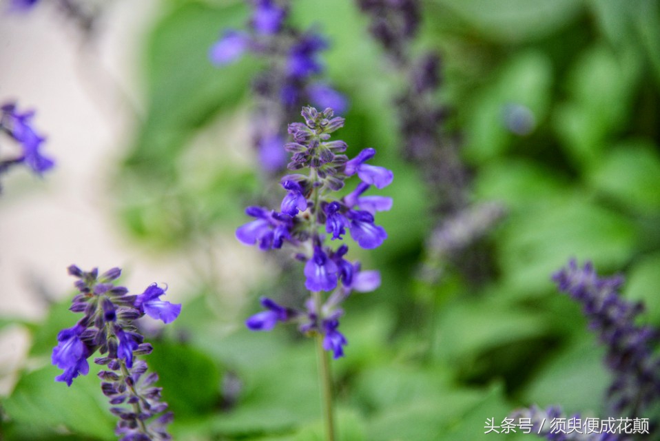 二厂文创公园景点,鹅岭二厂文创公园攻略