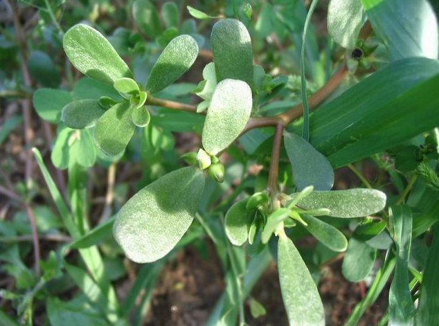 胆囊炎和肝胆湿热有什么关系,肝胆湿热的胆囊有什么症状