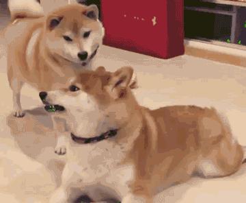 疾风剑豪亚索什么意思,疾风剑豪亚索图