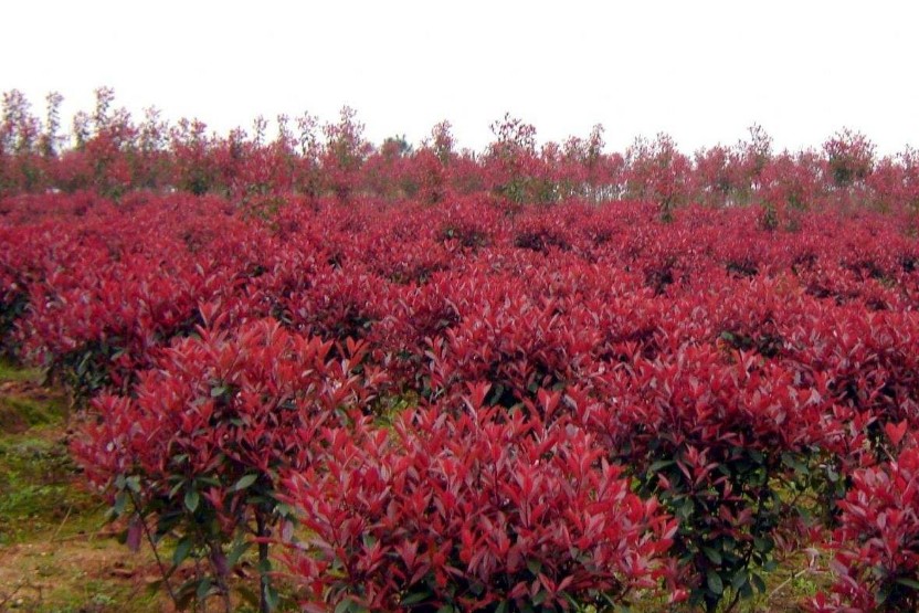 红叶石楠苗价格,红叶石楠的养殖