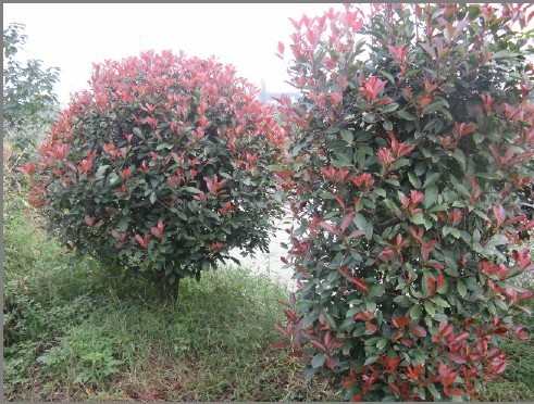 红叶石楠苗价格,红叶石楠的养殖