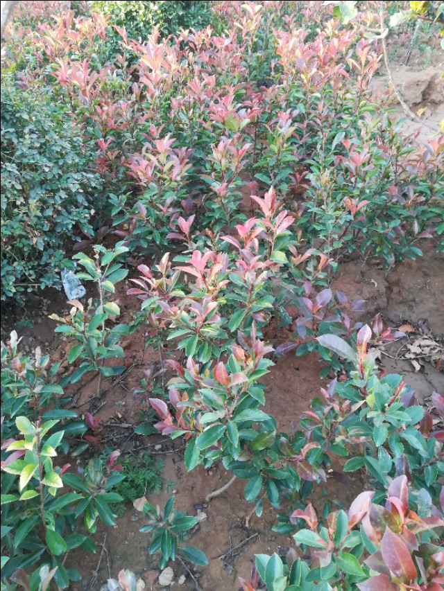 红叶石楠苗价格,红叶石楠的养殖