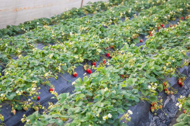 草莓刚开花要怎么管理,草莓开花后如何管理