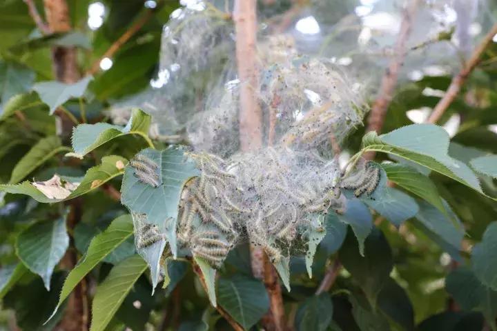 果树病虫害防治时间表,桃树休眠期病虫害防治