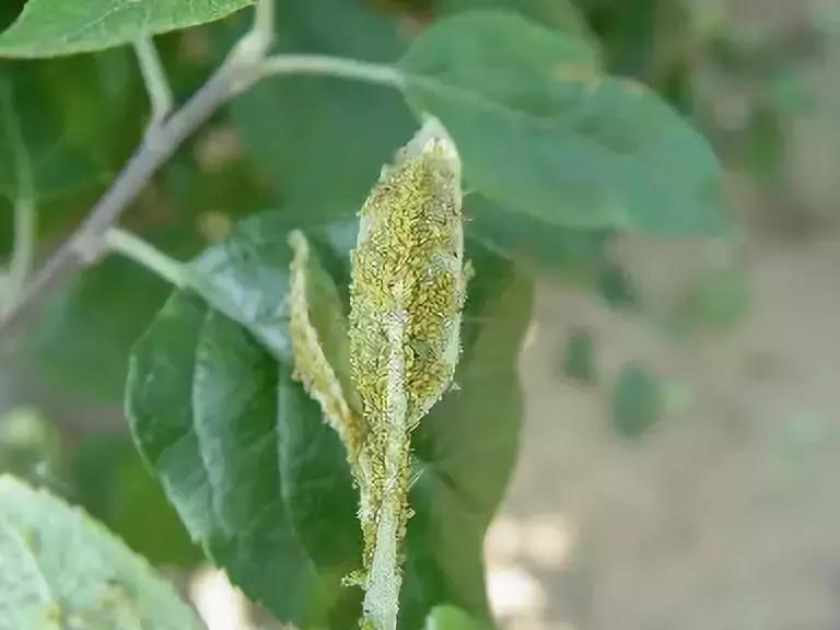 果树病虫害防治时间表,桃树休眠期病虫害防治