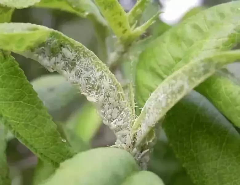 果树病虫害防治时间表,桃树休眠期病虫害防治