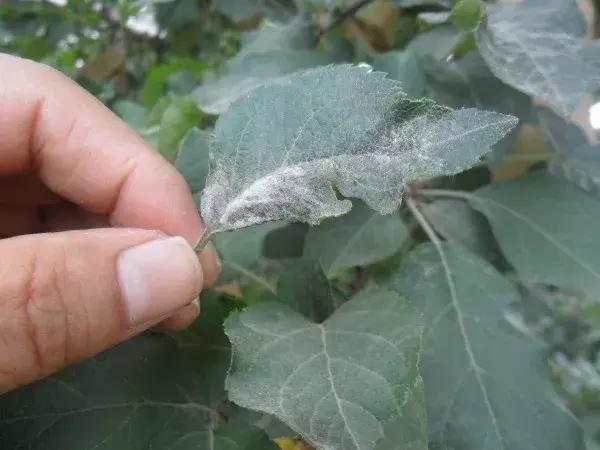 果树病虫害防治时间表,桃树休眠期病虫害防治