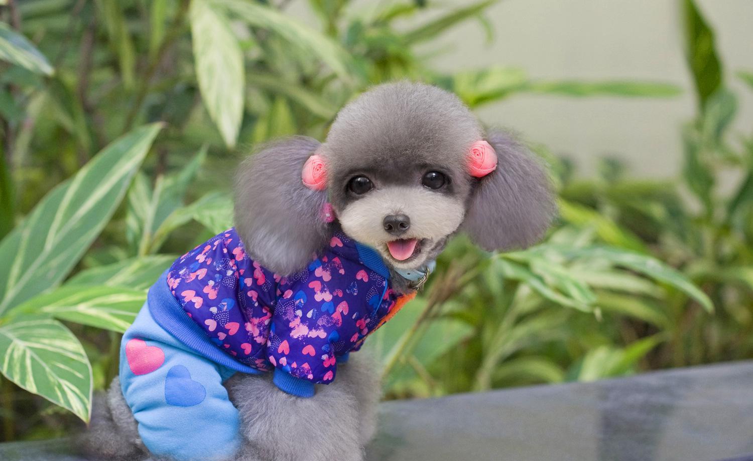 狗狗衣服怎么做好,狗狗做衣服的简单方法