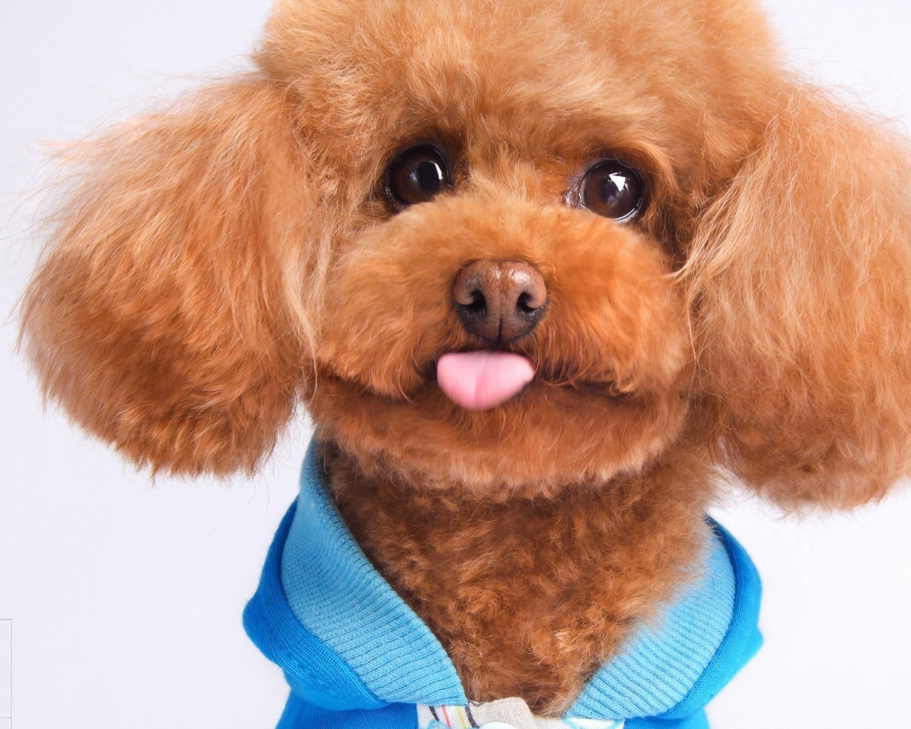 狗狗衣服怎么做好,狗狗做衣服的简单方法