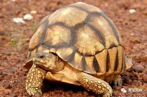 养陆龟怎么处罚,饲养鳄龟误区