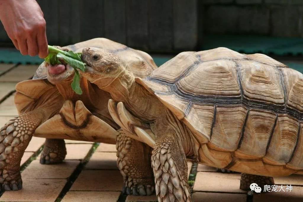 养陆龟怎么处罚,饲养鳄龟误区