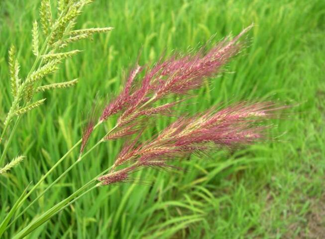 这些植物都是中药，你知道吗？