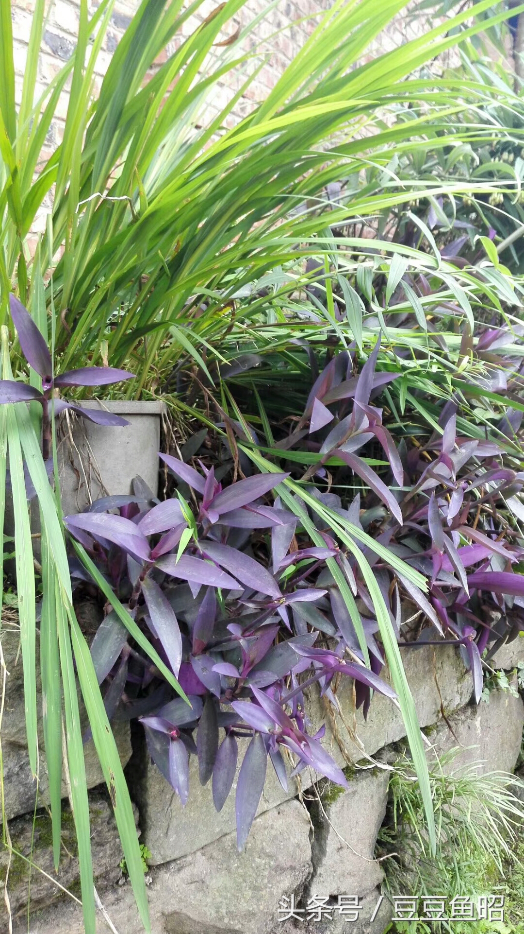 长安奔奔车主真实用车,人生中第一辆新车感悟