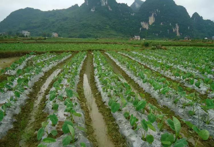 粉糯香甜的芋中之王，胃酸多的人一定要多吃！