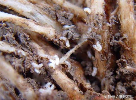 韭蛆的特效药用阿莫西林治疗韭蛆,韭蛆不用药怎么治理