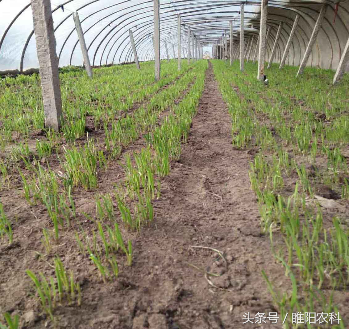 韭蛆的特效药用阿莫西林治疗韭蛆,韭蛆不用药怎么治理