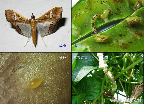 韭蛆的特效药用阿莫西林治疗韭蛆,韭蛆不用药怎么治理