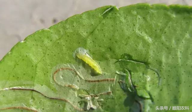 韭蛆的特效药用阿莫西林治疗韭蛆,韭蛆不用药怎么治理