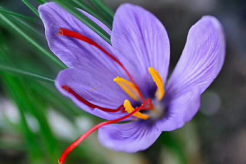 藏红花西红花番红花是一种花吗,藏红花与番红花西红花有何区别