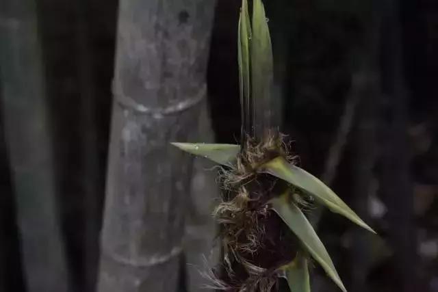 武当酒20年原浆多少钱,道不远人篆书图片