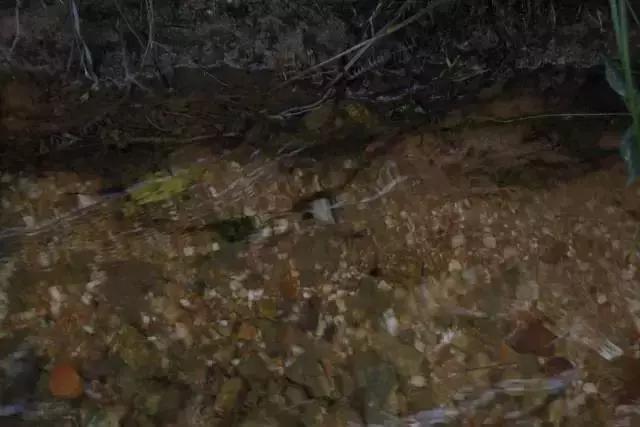 武当酒20年原浆多少钱,道不远人篆书图片