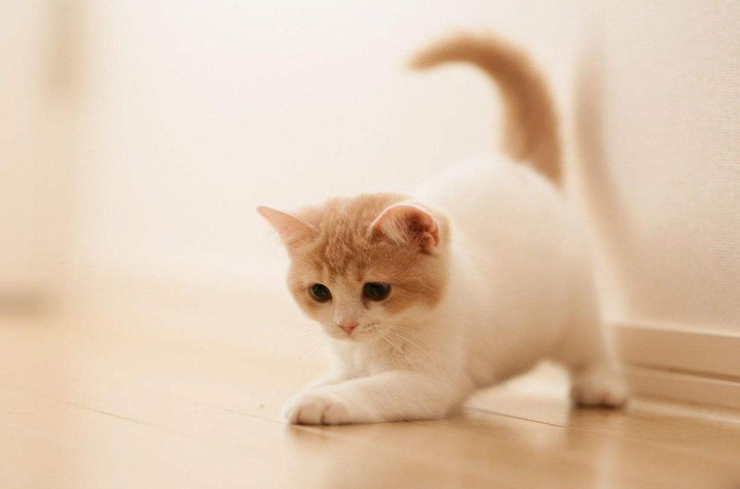 喵星人最讨厌的玩具,猫咪最喜欢的玩具居然是铲屎官