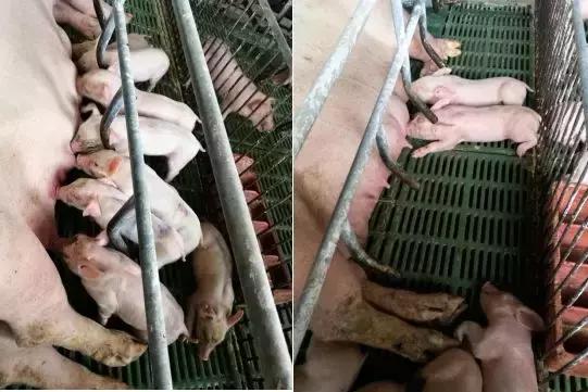 详解：母猪产后三联综合征的症状及防治措施