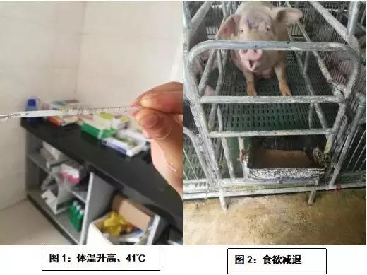 详解：母猪产后三联综合征的症状及防治措施