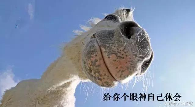 r星荒野大镖客2线上模式,荒野大镖客2必备实用知识