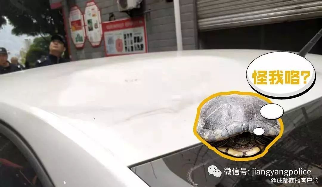 砰砰！从7楼坠下，将车顶砸出一个坑！它倒没事！