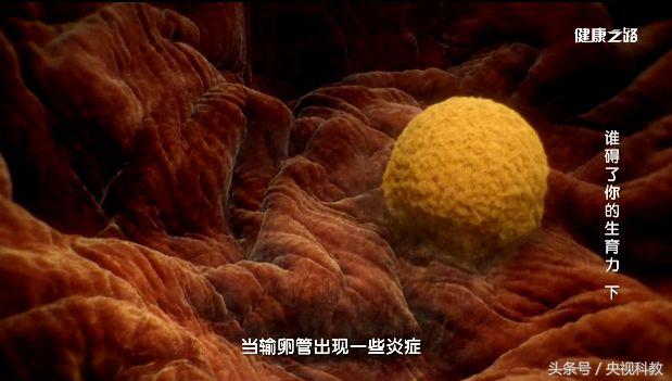 影响孕妇的外界因素,影响女人怀孕的五种疾病