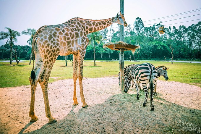 不出国门看世界完整版,不出国门就能看遍五大洲珍奇动物