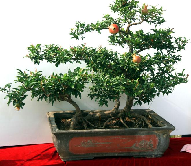 吃石榴时候吃石榴籽吗,石榴的籽可以吃下去吗