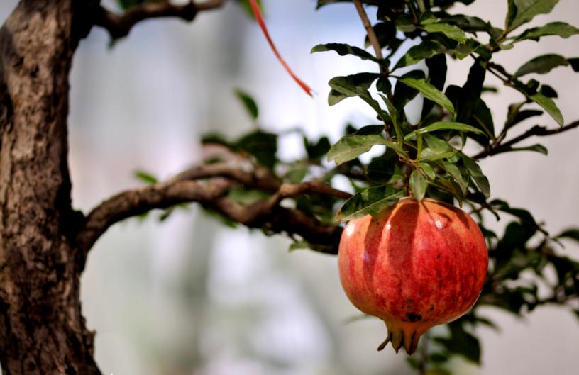 吃石榴时候吃石榴籽吗,石榴的籽可以吃下去吗