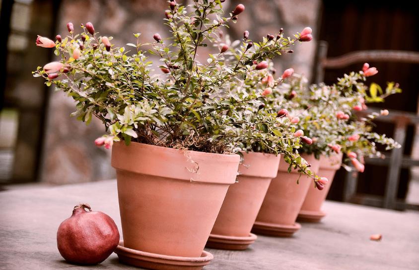 吃石榴时候吃石榴籽吗,石榴的籽可以吃下去吗