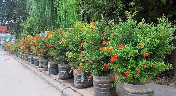 吃石榴时候吃石榴籽吗,石榴的籽可以吃下去吗