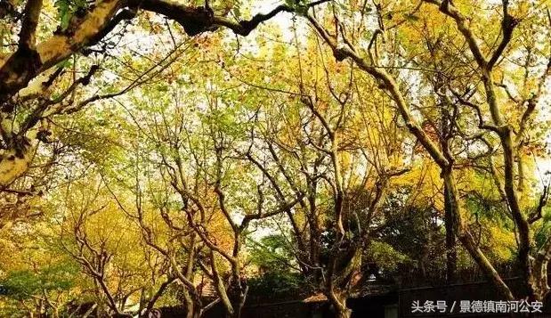 名人笔下的秋天散文,名家笔下的秋天摘抄