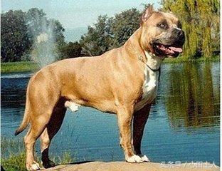 十大禁养猛犬排行,藏獒在世界十大猛犬的排名