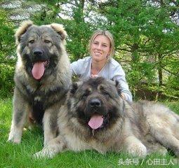 十大禁养猛犬排行,藏獒在世界十大猛犬的排名