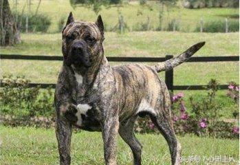十大禁养猛犬排行,藏獒在世界十大猛犬的排名