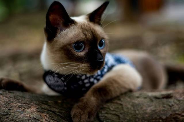 猫咪全身照片,猫咪身体各种形状图片