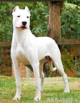 十大禁养猛犬排行,藏獒在世界十大猛犬的排名