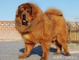 十大禁养猛犬排行,藏獒在世界十大猛犬的排名