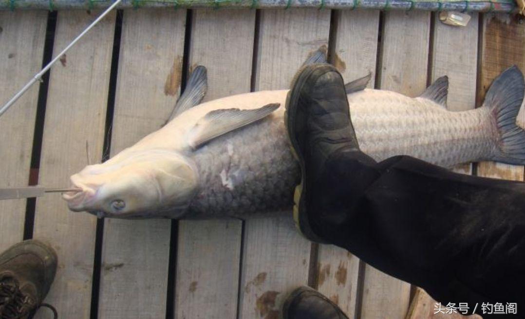 钓青鱼三米的水是不是浅了,钓青鱼三要三不要