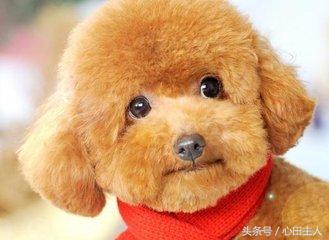 养宠物泰迪犬的正确饲养方法,家养泰迪的的生活习性