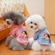 养宠物泰迪犬的正确饲养方法,家养泰迪的的生活习性