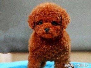 养宠物泰迪犬的正确饲养方法,家养泰迪的的生活习性