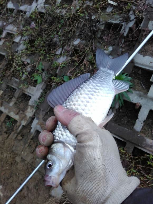 抬线钓法全过程,四川最厉害的钓法
