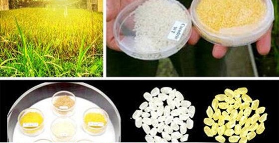 美国转基因研究成功了吗,美国转基因学术数据造假